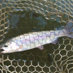 ライズがいっぱい ～大安トラウトレイク～